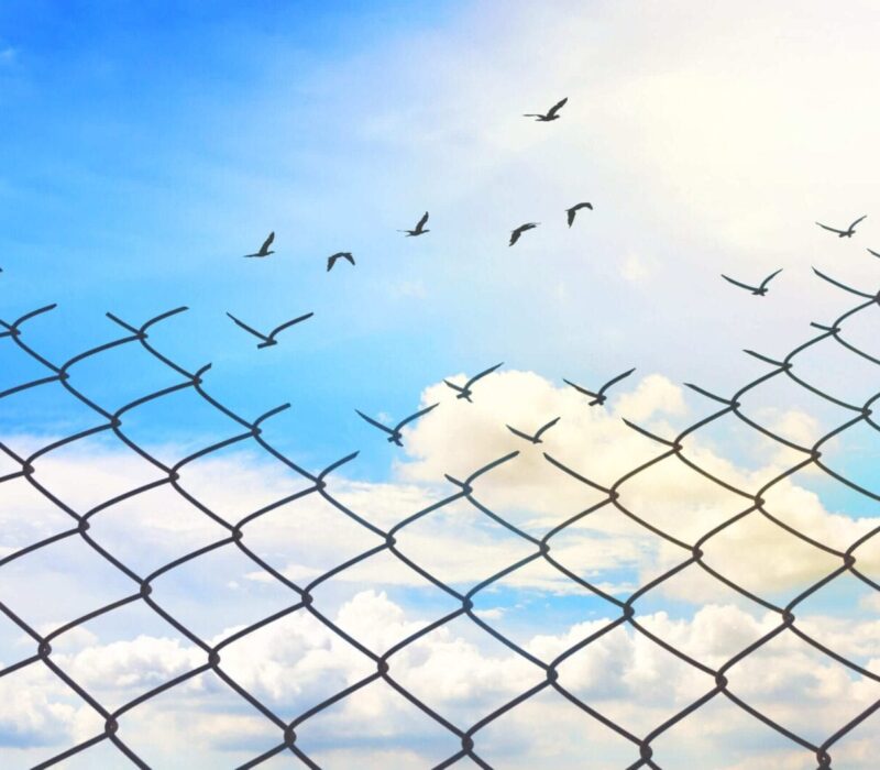 A flock of birds flying through the sky over a fence.