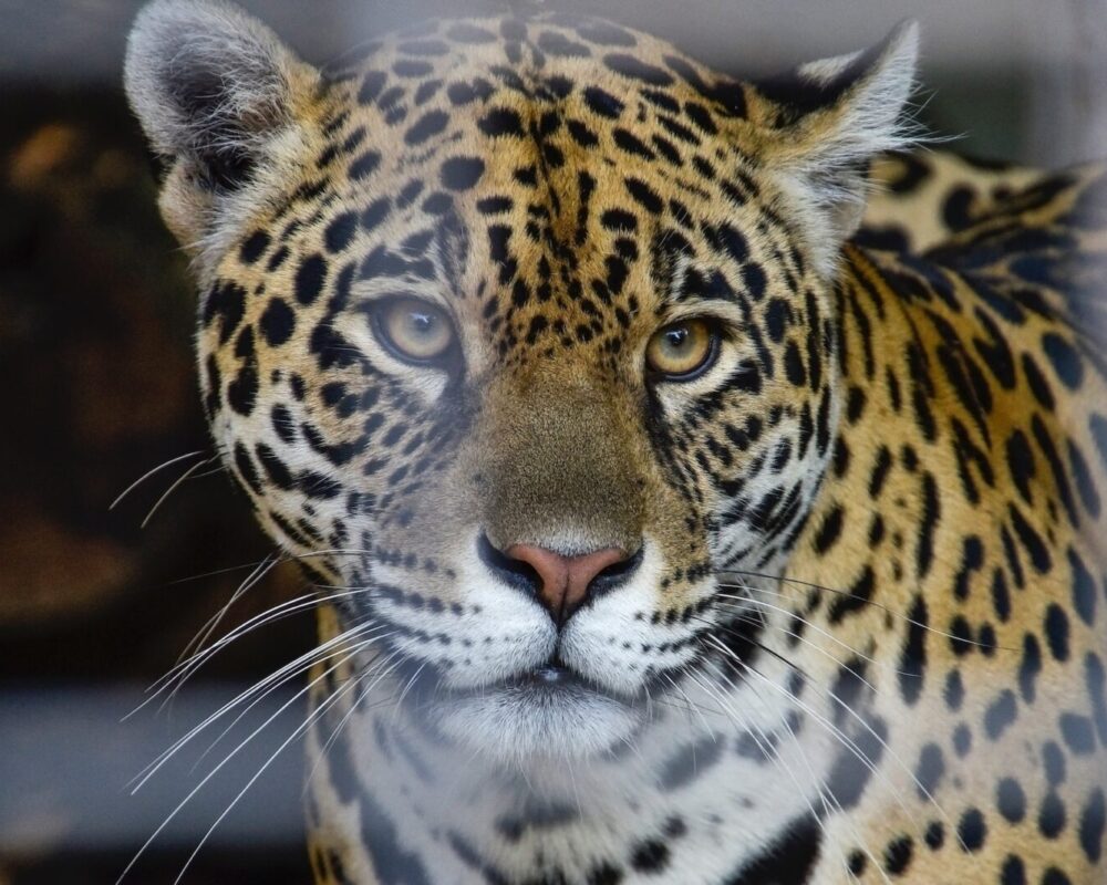 A close up of the face and head of a leopard