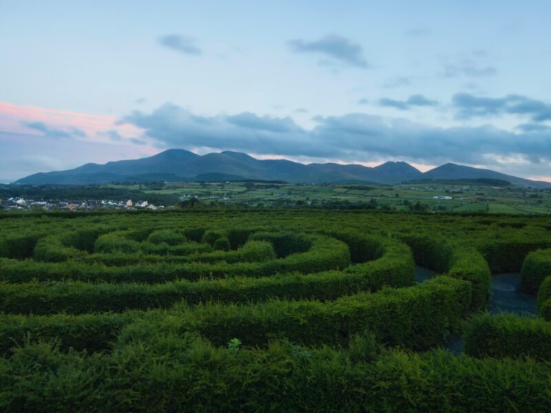 A view of a field with many bushes in it.