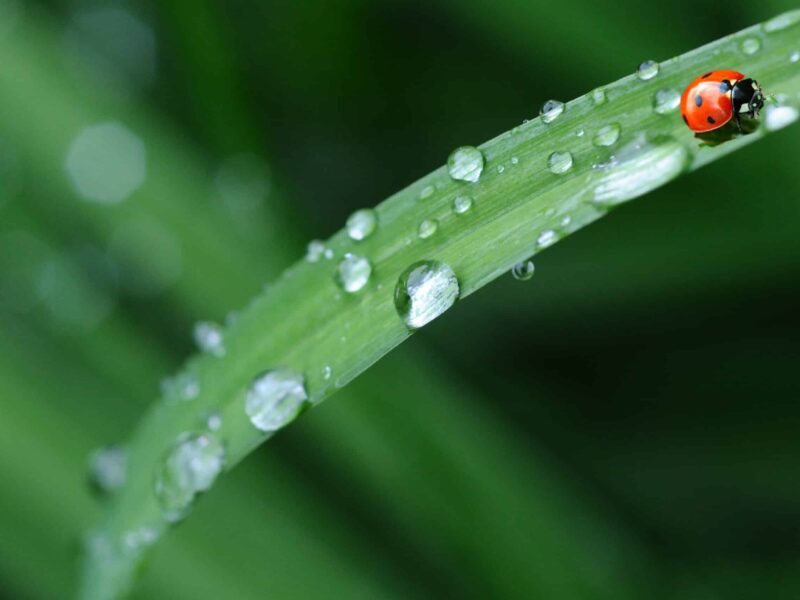 A close up of the dew on a leaf