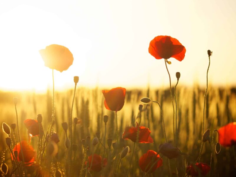 A field of red flowers in the sun.