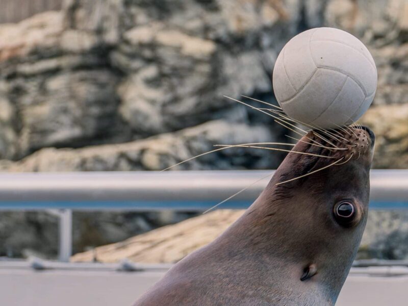 A seal is playing with a ball in its mouth.