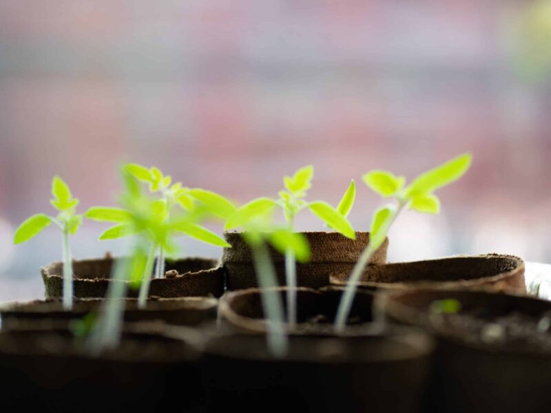 A close up of some plants growing in a pot