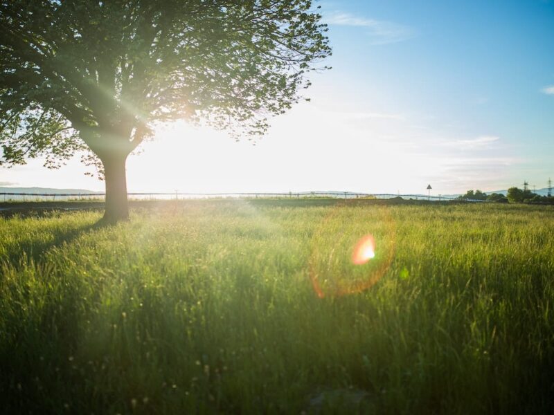 A tree in the middle of a field with sun shining